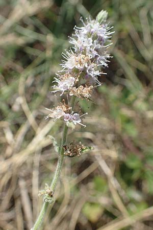 Mentha x piperita ? \ Pfeffer-Minze / Pepper Mint, GR Euboea (Evia), Istiea 27.8.2017