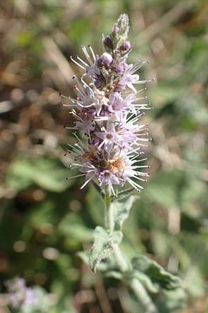 Mentha x piperita ? \ Pfeffer-Minze / Pepper Mint, GR Euboea (Evia), Istiea 27.8.2017