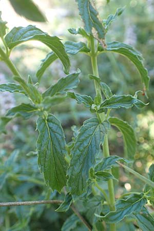 Mentha x piperita \ Pfeffer-Minze / Pepper Mint, GR Euboea (Evia), Istiea 27.8.2017