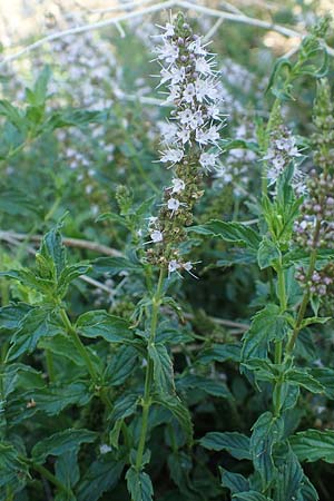 Mentha x piperita \ Pfeffer-Minze, GR Euboea (Evia), Istiea 27.8.2017