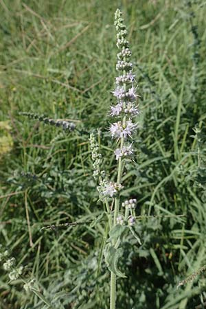 Mentha x piperita ? \ Pfeffer-Minze, GR Euboea (Evia), Kerasia 27.8.2017