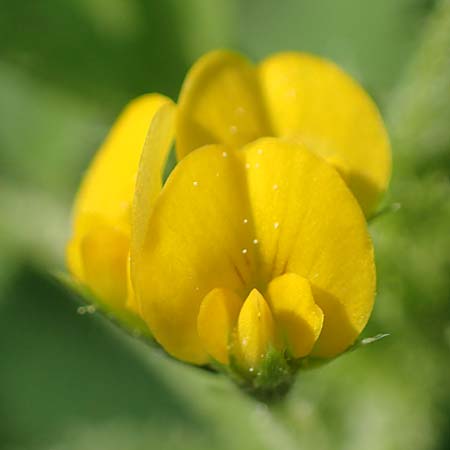 Medicago rugosa \ Rippen-Schneckenklee / Wrinkled Medick, Rugose Medick, GR Hymettos 23.3.2019