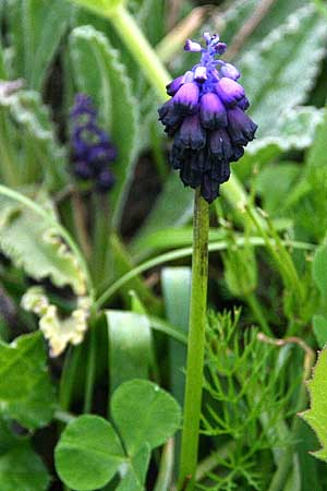 Muscari commutatum \ Dunkle Traubenhyazinthe, Verwechselte Traubenhyazinthe / Dark Grape Hyacinth, GR Akrokorinth 11.3.2014 (Photo: Gisela Nikolopoulou)