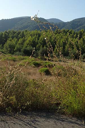 Alcea pallida \ Bleiche Stockrose, Balkan-Stockrose, GR Euboea (Evia), Rovies 27.8.2017