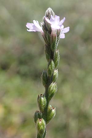 Verbena officinalis / Vervain, GR Euboea (Evia), Istiea 27.8.2017
