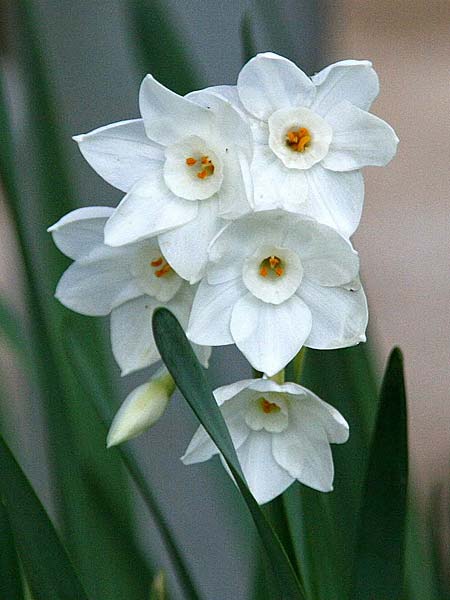 Narcissus papyraceus / Paperwhite Narcissus, GR Corinth 1.12.2014 (Photo: Gisela Nikolopoulou)