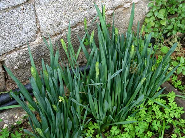 Narcissus papyraceus \ Weihnachts-Narzisse, GR Korinth 4.12.2014 (Photo: Gisela Nikolopoulou)