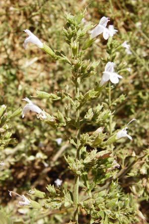 Clinopodium calamintha \ Kleinblütige Bergminze / Lesser Calamint, GR Euboea (Evia), Karistos 28.8.2014