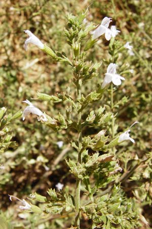 Clinopodium calamintha \ Kleinbltige Bergminze / Lesser Calamint, GR Euboea (Evia), Karistos 28.8.2014