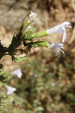 Clinopodium calamintha \ Kleinbltige Bergminze / Lesser Calamint, GR Euboea (Evia), Karistos 28.8.2014