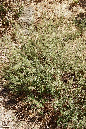 Clinopodium calamintha \ Kleinbltige Bergminze / Lesser Calamint, GR Euboea (Evia), Karistos 28.8.2014