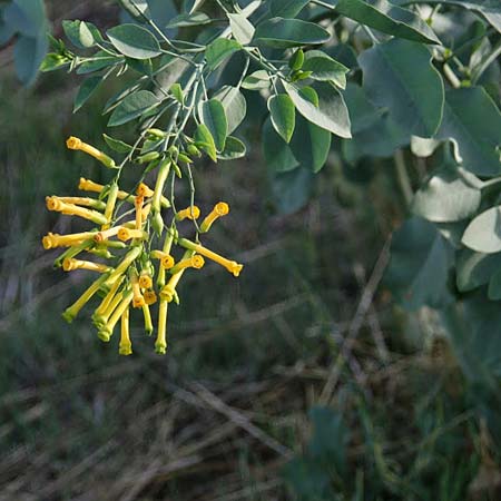 Nicotiana glauca \ Blaugrner Tabak, Baum-Tabak, GR Korinth 13.10.2012 (Photo: Gisela Nikolopoulou)