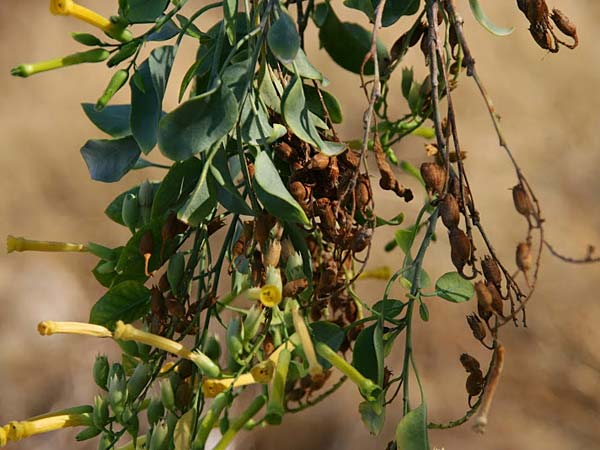 Nicotiana glauca / Tree Tobacco, GR Corinth 14.9.2014 (Photo: Gisela Nikolopoulou)