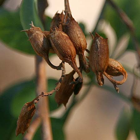 Nicotiana glauca / Tree Tobacco, GR Corinth 14.9.2014 (Photo: Gisela Nikolopoulou)