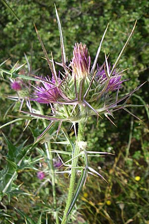 Notobasis syriaca \ Syrische Kratzdistel, GR Hymettos 21.5.2008