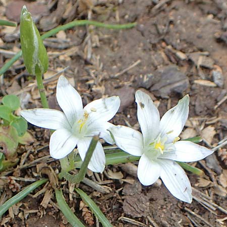 Ornithogalum exscapum \ Schaftloser Milchstern / White Star of Bethlehem, GR Athen, Mount Egaleo 10.4.2019