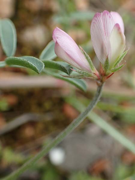 Hedysarum spinosissimum \ Dorniger Sklee / Spiny Sulla, GR Athen, Mount Egaleo 10.4.2019