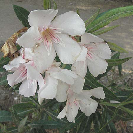 Nerium oleander \ Oleander / Oleander, Rose Bay, GR Mykene 3.9.2007