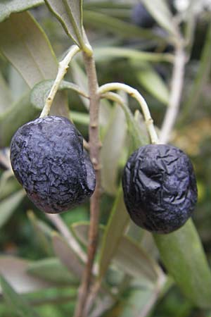 Olea europaea var. europaea \ lbaum, GR Hymettos 7.11.2010