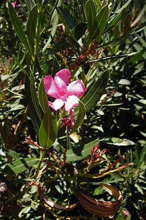Nerium oleander \ Oleander / Oleander, Rose Bay, GR Euboea (Evia), Karistos 28.8.2014