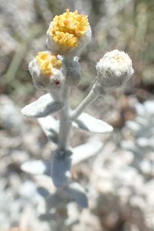 Achillea maritima \ Schneeweie Strand-Filzblume, GR Euboea (Evia), Kanatadika 25.8.2017