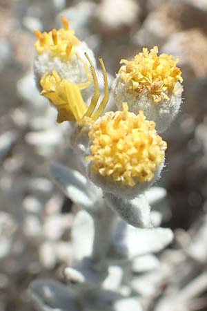 Achillea maritima \ Schneeweie Strand-Filzblume / Cottonweed, Coastal Lavender Cotton, GR Euboea (Evia), Kanatadika 25.8.2017