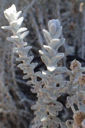 Achillea maritima \ Schneeweie Strand-Filzblume / Cottonweed, Coastal Lavender Cotton, GR Euboea (Evia), Kanatadika 25.8.2017