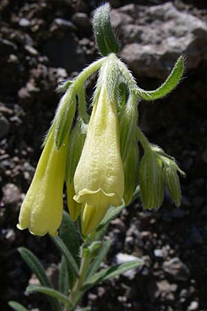 Onosma taurica / Crimea Goldendrop, GR Aoos - Gorge 16.5.2008