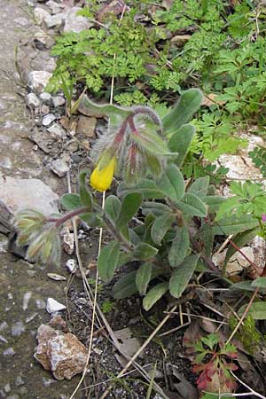 Onosma graeca \ Griechische Lotwurz / Greek Goldendrop, GR Peloponnes, Taigetos 30.3.2013