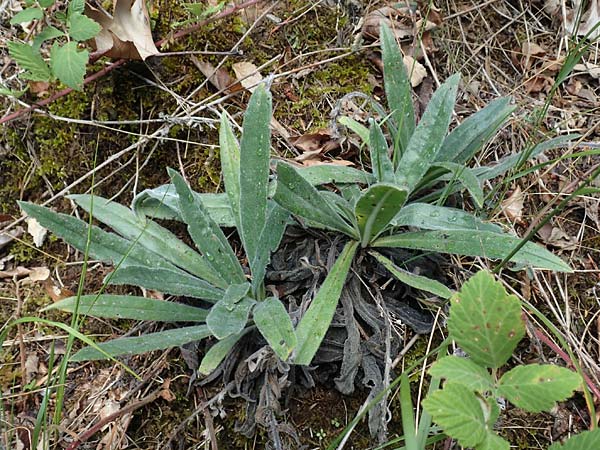 Onosma heterophylla ? \ Verschiedenblttrige Lotwurz, GR Euboea (Evia), Drimona 30.8.2017