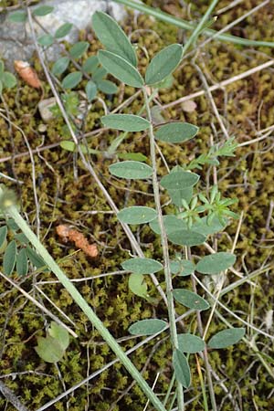 Onobrychis montana \ Berg-Esparsette / Mountain Sainfoin, GR Athen, Mount Egaleo 10.4.2019