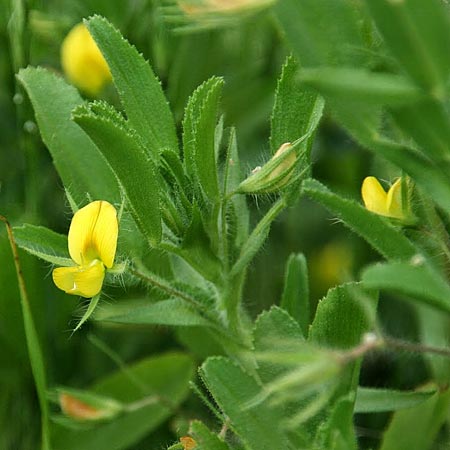 Ononis viscosa \ Klebriger Hauhechel, GR Akrokorinth 30.4.2015 (Photo: Gisela Nikolopoulou)