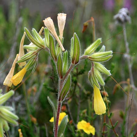 Onosma erecta subsp. erecta \ Aufrechte Lotwurz / Erect Goldendrop, GR Akrokorinth 21.4.2016 (Photo: Gisela Nikolopoulou)