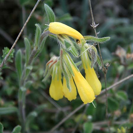 Onosma erecta subsp. erecta \ Aufrechte Lotwurz / Erect Goldendrop, GR Akrokorinth 21.4.2016 (Photo: Gisela Nikolopoulou)