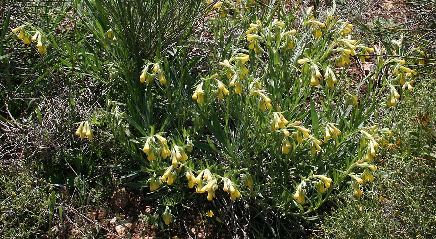 Onosma spruneri / Spruner's Goldendrop, GR Akrokorinth 25.4.2017 (Photo: Gisela Nikolopoulou)