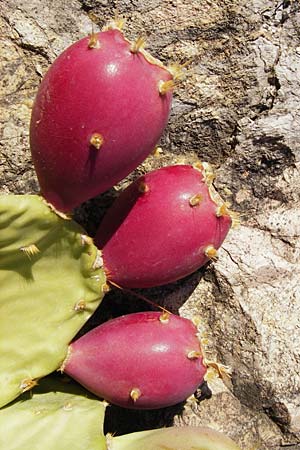 Opuntia ficus-indica \ Echter Feigenkaktus, GR Athen 5.9.2014