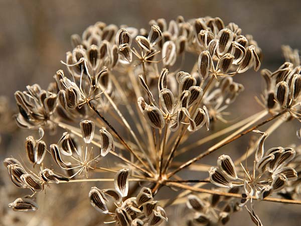 Opopanax hispidus \ Borstige Heilwurz / Hispid Sweet Myrrh, GR Kastraki 18.7.2017 (Photo: Gisela Nikolopoulou)