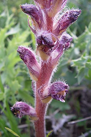 Orobanche pubescens \ Behaarte Sommerwurz, GR Zagoria, Koukouli 18.5.2008