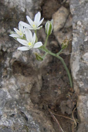 Ornithogalum gussonei \ Schmalblttriger Dolden-Milchstern / Gussone's White Star of Bethlehem, GR Parnitha 22.5.2008