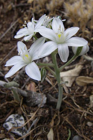 Ornithogalum gussonei \ Schmalblttriger Dolden-Milchstern / Gussone's White Star of Bethlehem, GR Parnitha 22.5.2008