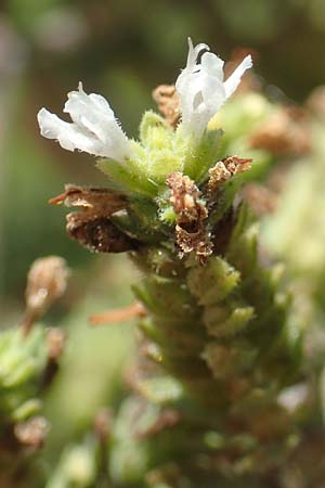 Origanum vulgare \ Wilder Majoran, Dost, GR Euboea (Evia), Istiea 27.8.2017