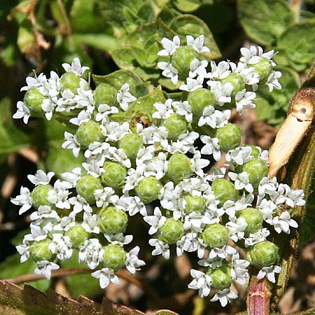 Origanum onites \ Griechischer Majoran, Trkischer Oregano, GR Akrokorinth 17.5.2014 (Photo: Gisela Nikolopoulou)