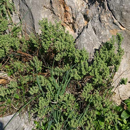 Origanum onites \ Griechischer Majoran, Trkischer Oregano, GR Akrokorinth 6.12.2014 (Photo: Gisela Nikolopoulou)