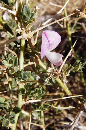 Ononis spinosa subsp. antiquorum \ Vieldornige Hauhechel / Thorny Restharrow, Prickly Restharrow, GR Euboea (Evia), Karistos 28.8.2014