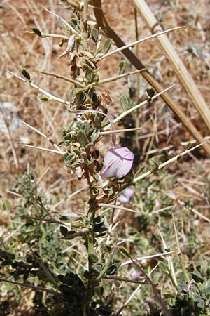 Ononis spinosa subsp. antiquorum \ Vieldornige Hauhechel, GR Euboea (Evia), Karistos 30.8.2014