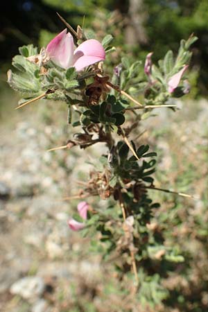 Ononis spinosa subsp. antiquorum \ Vieldornige Hauhechel / Thorny Restharrow, Prickly Restharrow, GR Euboea (Evia), Drimona 27.8.2017