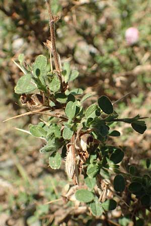 Ononis spinosa subsp. antiquorum \ Vieldornige Hauhechel, GR Euboea (Evia), Drimona 27.8.2017