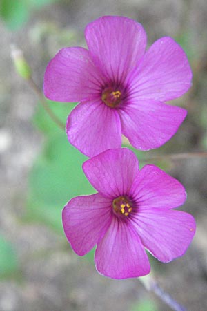 Oxalis articulata \ Gegliederter Sauerklee, Vielbltiger Sauerklee, GR Hymettos 31.8.2007