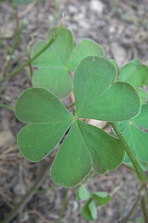 Oxalis articulata \ Gegliederter Sauerklee, Vielbltiger Sauerklee, GR Hymettos 31.8.2007