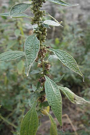 Parietaria officinalis / Common Pellitory-of-the-Wall, GR Vikos 26.8.2007